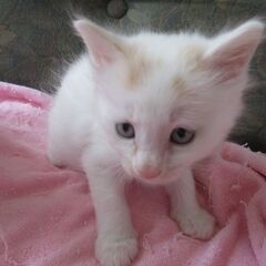 可愛いミックス子猫、スコッテッシュ/ミックス