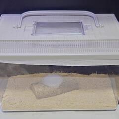 カブトムシ大型74-80の画像