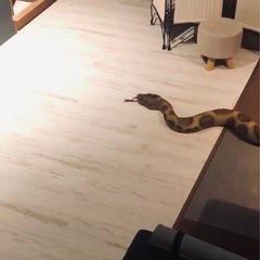 メガシリーズ　アナコンダ　全長約170cm　ラテックス　ゴムの画像