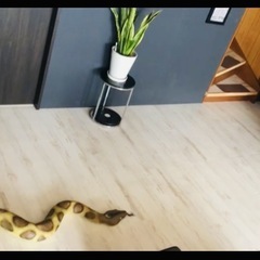 メガシリーズ　アナコンダ　全長約170cm　ラテックス　ゴムの画像