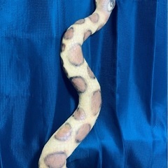 メガシリーズ　アナコンダ　全長約170cm　ラテックス　ゴムの画像