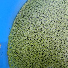 無農薬 アオウキクサ 100株以上 浮き草ビオトープ メダカ 金魚 アクアリウム 先着３名様の画像