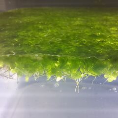 無農薬 アオウキクサ 100株以上 浮き草ビオトープ メダカ 金魚 アクアリウム 先着３名様の画像