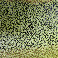 無農薬 アオウキクサ 100株以上 浮き草ビオトープ メダカ 金魚 アクアリウム 先着３名様の画像