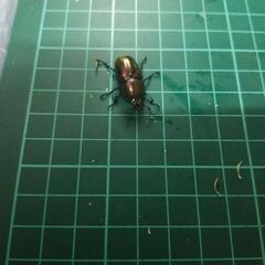 ②パプキンイロクワガタペア―の画像
