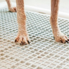 INULABO 犬 用 トイレ トイレトレー 高床式  の画像