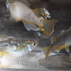 メダカ　フロマージュ稚魚（１㎝前後～１．５前後）　20匹　サイズバラバの画像