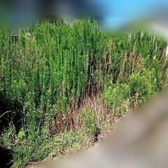 【最安値】草刈りを丸投げOK！私たちにお任せください（お盆…
