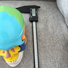 カラフルな頭蓋骨模型と小顔測定器の画像