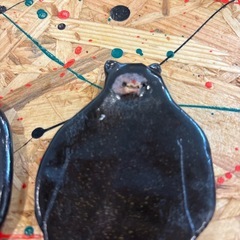 クマの小皿の画像