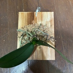胡蝶蘭　板付の画像