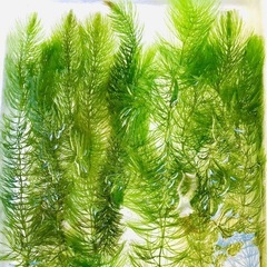 マツモ(金魚藻)15cm前後☘️5本の画像