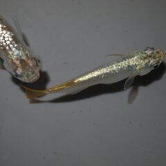 メダカ　スーパーラメ改若魚(2.5㎝前後）　10匹の画像