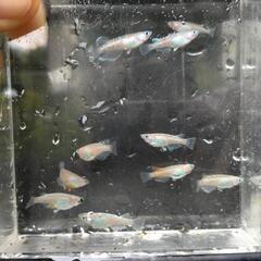ダイアナ妃メダカの画像