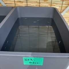 エメキン@200円　今年生まれた子達ですの画像
