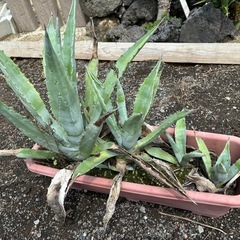 アガベ　アメリカーナ寄せ植えセットの画像