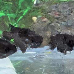オロチの画像