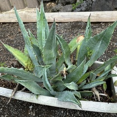 アガベ　アメリカーナ寄せ植えセットの画像