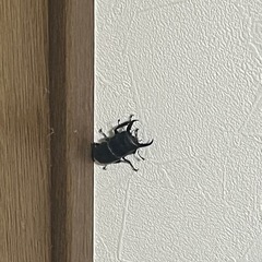 本土ヒラタクワガタ 小型ペアの画像