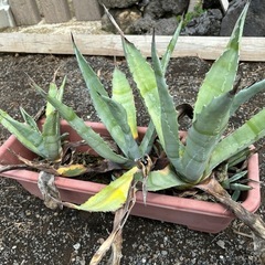 アガベ　アメリカーナ寄せ植えセットの画像
