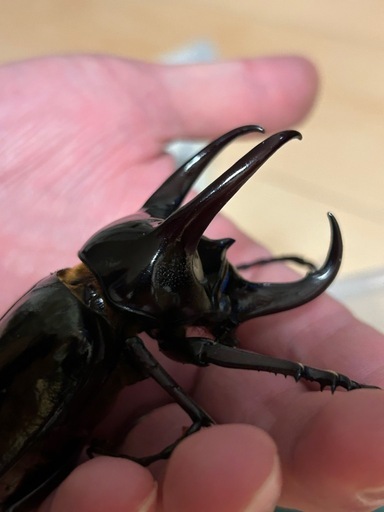 ジャワコーカサス♂2匹　♀1匹合計3匹