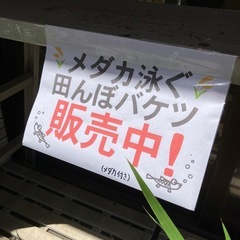田んぼバケツ（メダカ入り）の画像