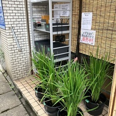 田んぼバケツ（メダカ入り）の画像