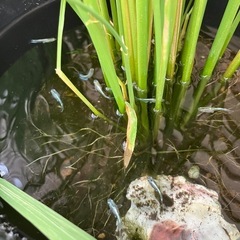 田んぼバケツ（メダカ入り）の画像