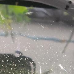 メダカ稚魚の画像