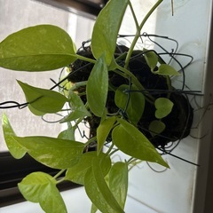 ポトス　ライム　ヤシの実　の画像