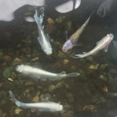 メダカ6匹の画像
