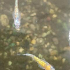 メダカ6匹の画像