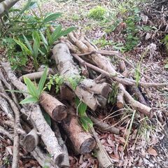 伐採された　枝木の画像