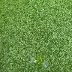 ミジンコ浮草の画像