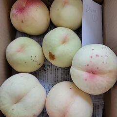 赤磐市の桃①の画像