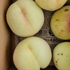 赤磐市の桃②の画像
