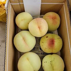 赤磐市の桃②の画像