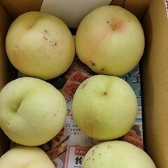 赤磐市の桃③の画像