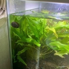 おそらく、クリプトコリネ　ウェンティグリーン　だと思いますの画像