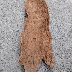 天然コルク　大型　着生用の画像