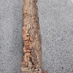 天然コルク　大型　着生用の画像