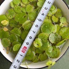 アマゾンフロッグピット 水草 ビオトープ メダカの画像
