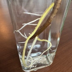 モンステラ　デリシオーサ（切り苗、発根済）の画像