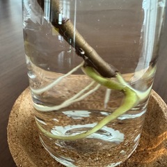 モンステラ　デリシオーサ（切り苗、発根済）の画像