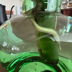 モンステラデリシオーサ切苗　発芽発根済の画像