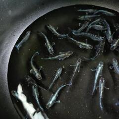 めだかミッドナイトフリルメダカ３０匹、引き渡し場所時間限定の画像
