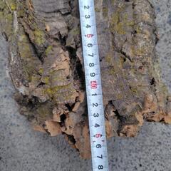 天然コルク　大型　着生用の画像