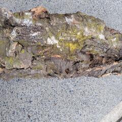 天然コルク　大型　着生用の画像
