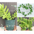 ランキングキーワードに紐づく投稿画像-多肉植物