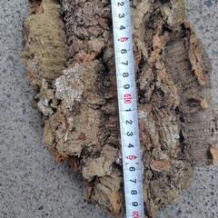 天然コルク　大型　着生用の画像
